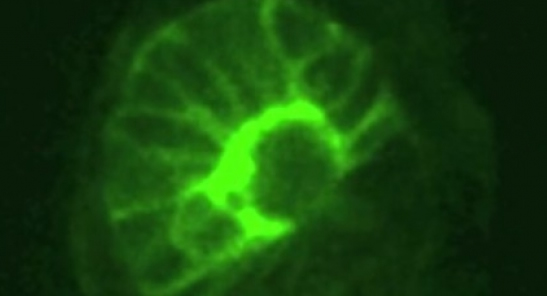 Mouse Embryo - Rosette, 4 days